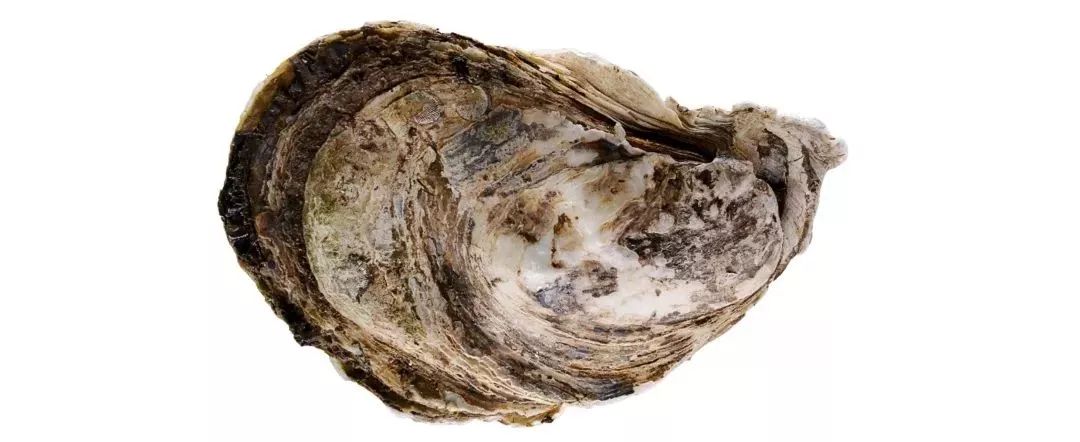 不认识这些海鲜，还敢说吃遍三亚？“三亚发布”能查海鲜限价哦～