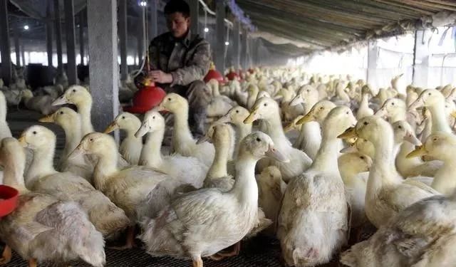 肉鸭亏损严重,养殖户是什么原因利润低