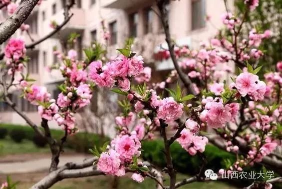 偷偷告诉你，农大上称了！