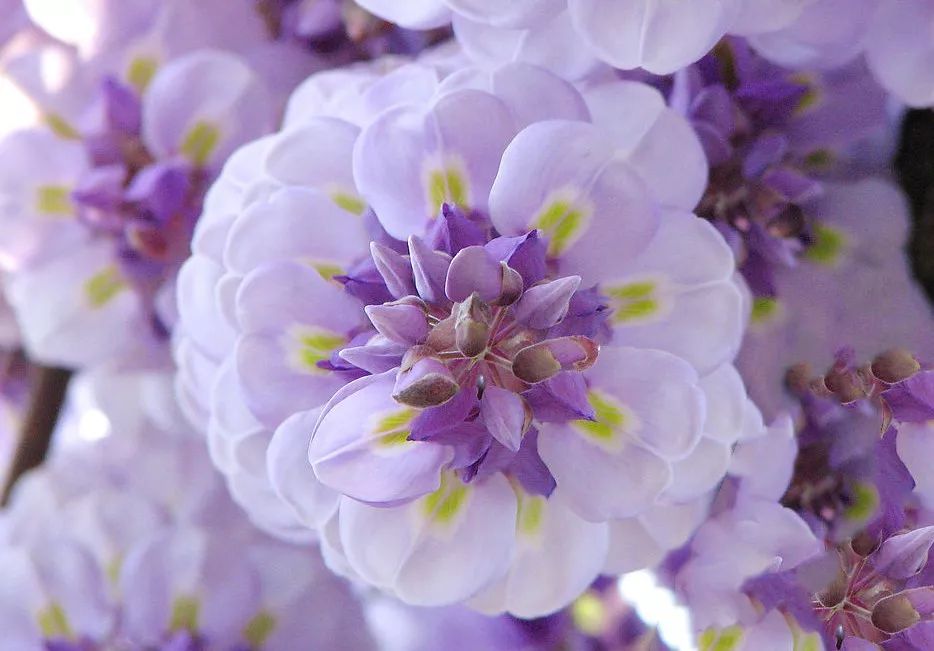 祖玛珑香水和圣罗兰哪个好,祖玛珑和圣罗兰香水哪个好点