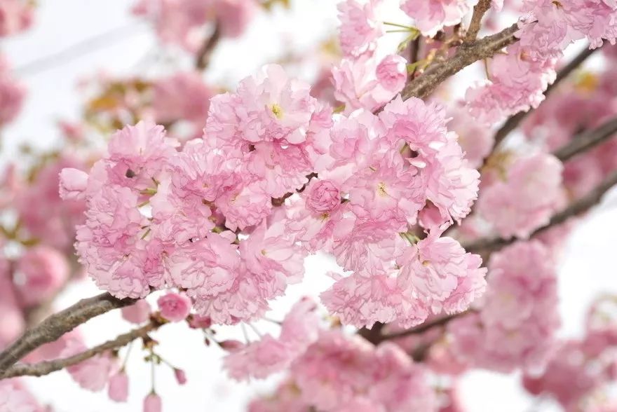 祖玛珑香水和圣罗兰哪个好,祖玛珑和圣罗兰香水哪个好点