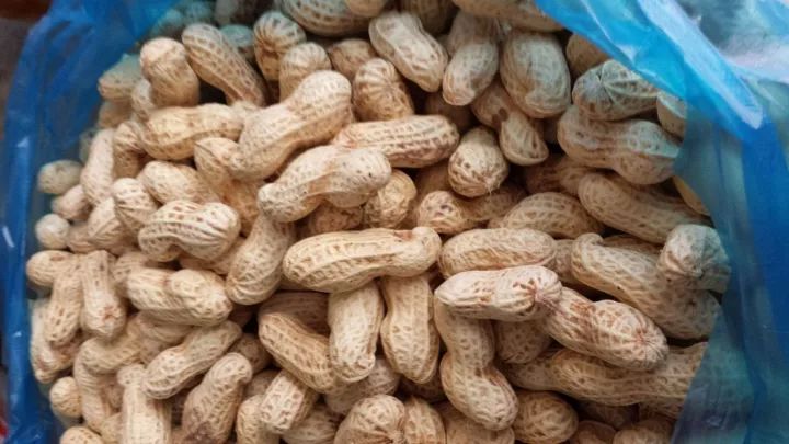 1个洋葱丢盆里，花朵砰砰开，一下能变2个头，省钱了！