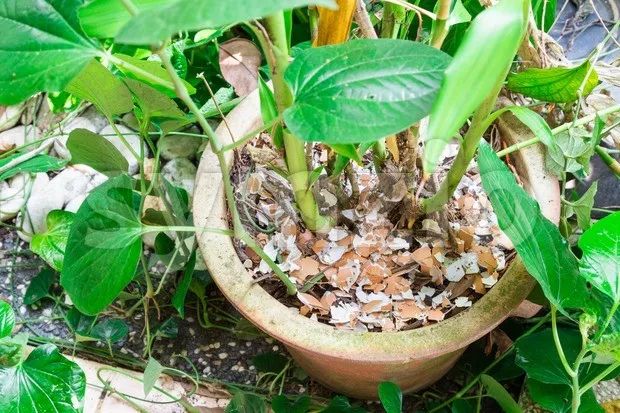 1个洋葱丢盆里，花朵砰砰开，一下能变2个头，省钱了！