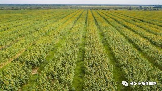 达拉特旗农村的最新规划,达拉特旗农业