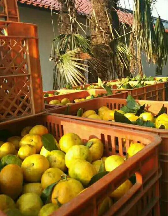 崇明好的民宿树屋,上海崇明农庄民宿