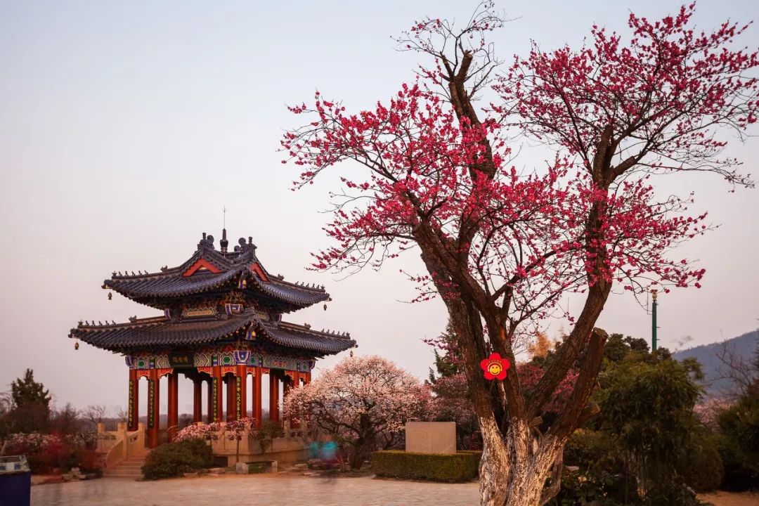 2月赏花好去处,油菜花4-5月旅游区域推荐