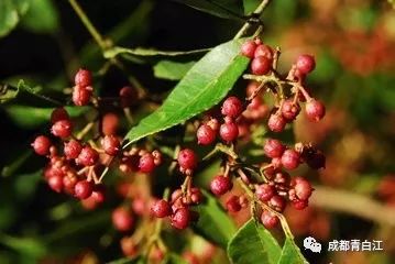 青白江的小伙伴们看过来！携手甘孜九龙，乐购别样年货！