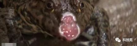 养2万只石蛙投资多少,养石蛙一亩一年能赚多少