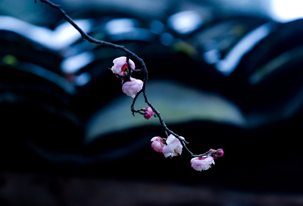 岁寒三友梅花诗词,岁寒三友诗句松竹梅
