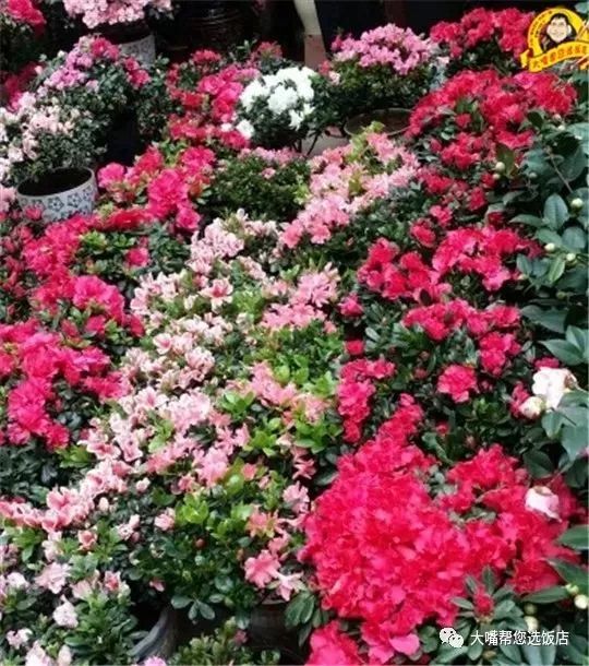 大连免费赏花好去处,逛遍大连