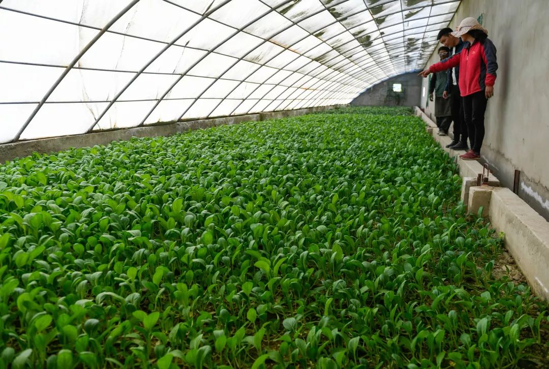 关于食品安全的谣言,关于农产品的谣言