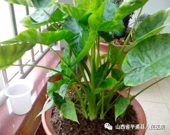 误食野芋头中毒有什么症状,误食芋头