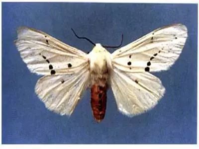 8种农药防治蔬菜害虫的药效试验,蔬菜害虫最佳防治方法