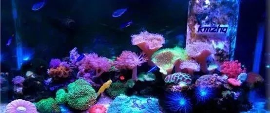 海缸基础知识大全,海缸知识大全图解