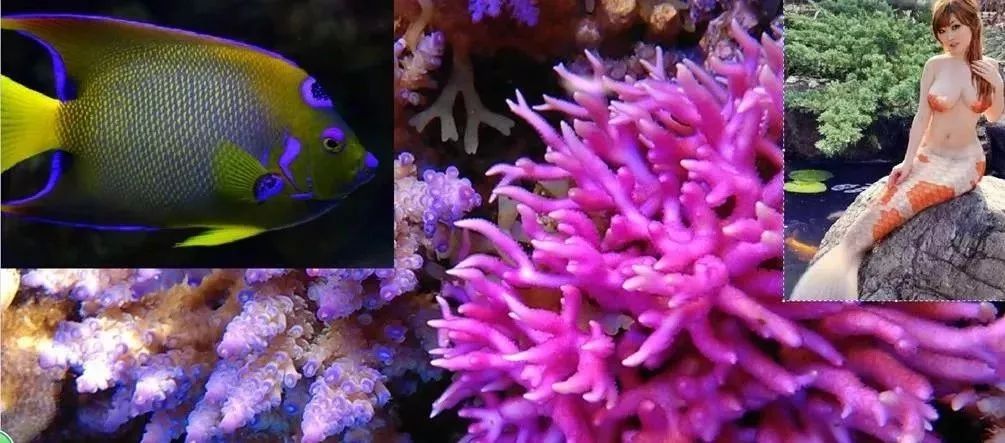 海缸基础知识大全,海缸知识大全图解