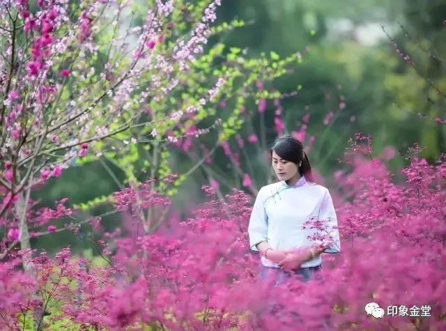 金堂赏花最佳地点时间,金堂赏花之梨花篇