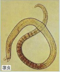 人感染旋毛虫后对人的危害有哪些,提醒别碰几种蔬菜寄生虫多到成堆