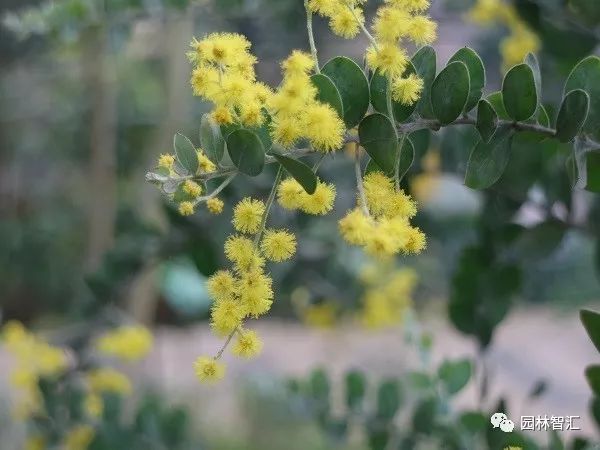 合家欢乐｜*欢合**、珍珠金*欢合**、香水*欢合**