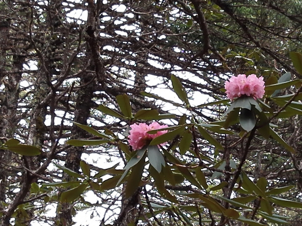 飞拉达攀岩金刀峡,老君山飞拉达攀岩有安全绳吗