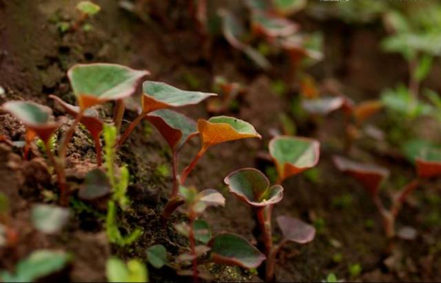 贵阳不光折耳根还有很多美食,贵阳美食里有特色米饭