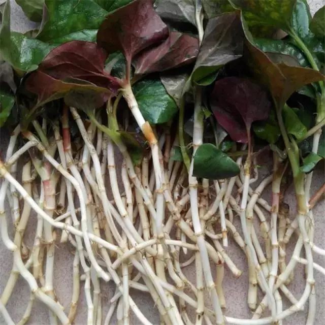 贵州的折耳根是什么味道,贵阳不吃折耳根还有什么好吃的