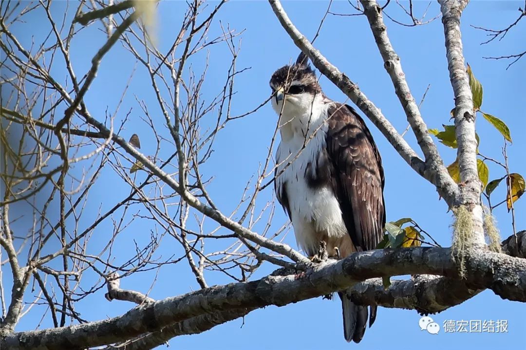 春天真的来了，这群鸟在瑞丽户瓦山大秀恩爱！