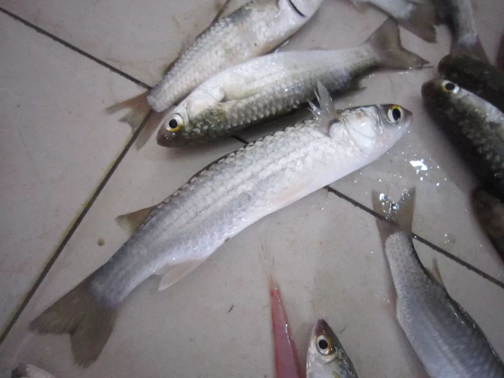 想象不到的人间美味，长江凤尾鱼，以后吃不到啦！