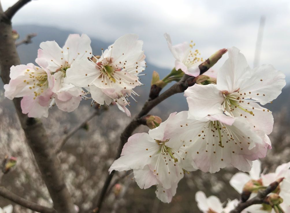 发耳镇樱桃花航拍视频出炉！敢不敢来行一场飞花令？开始！