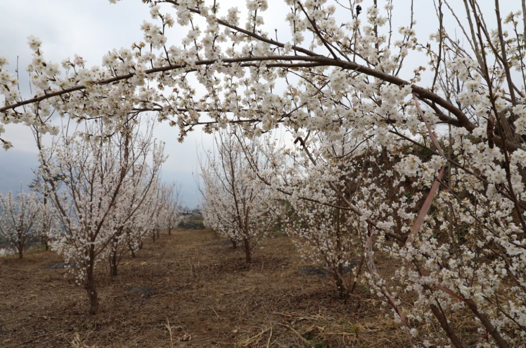 发耳镇樱桃花航拍视频出炉！敢不敢来行一场飞花令？开始！