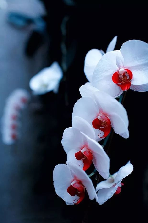 兰花之美朗诵,兰花之美诗句