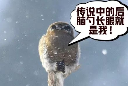 不喂奶就是不爱宝宝,不喂奶能保持胸型吗