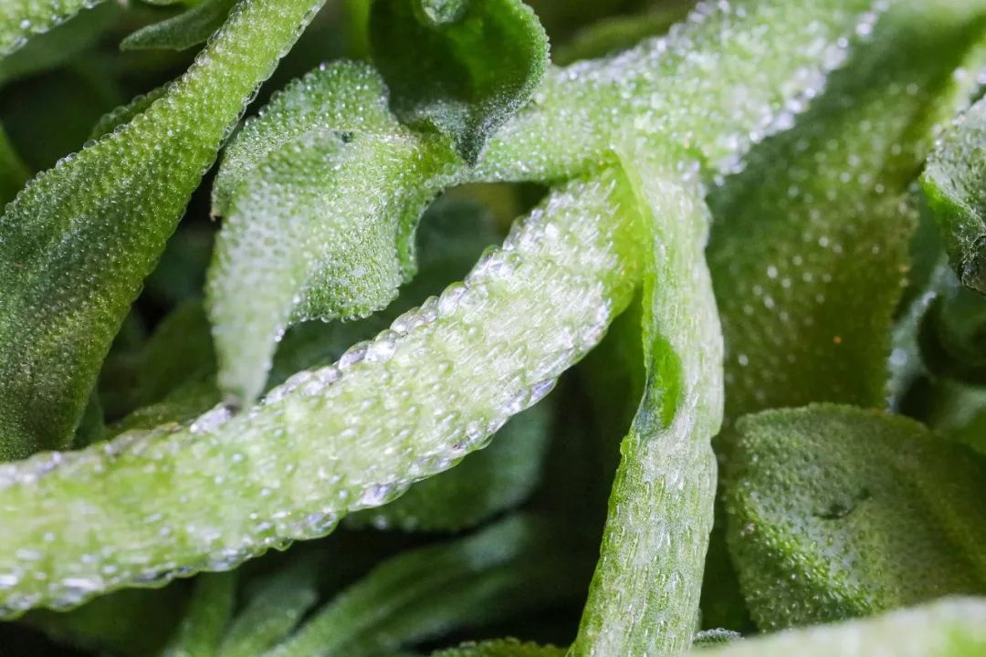 大董烤鸭人均消费,大董烤鸭北京总店人均10000块钱