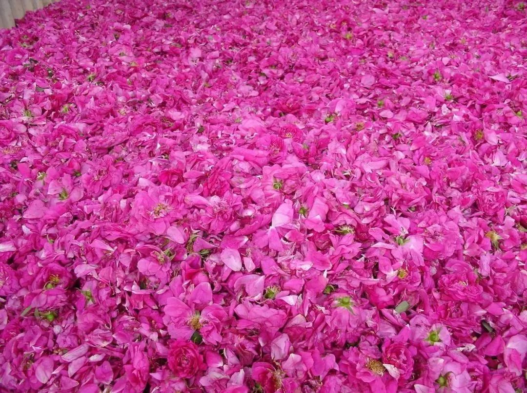 每天一杯白醋3天瘦1斤,连续一周喝蜂蜜加白醋水能瘦几斤