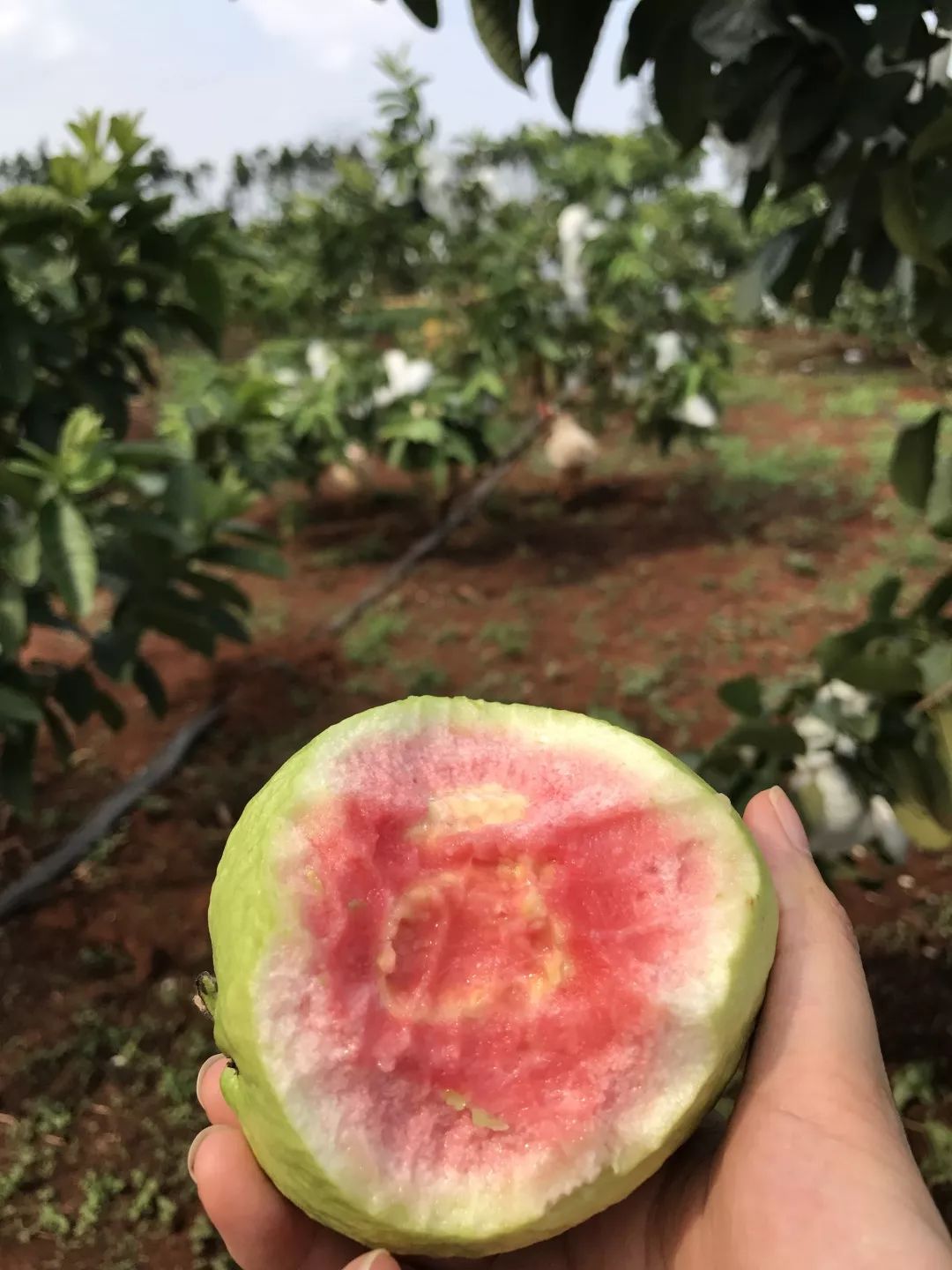 香甜可口满满的vc,含丰富vc软糯香甜