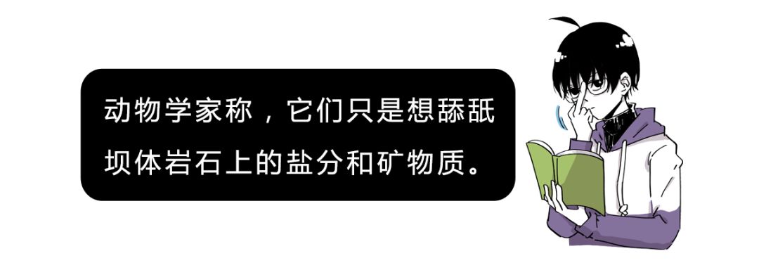作为内蒙人，山羊这么牛的生物，竟然不了解？
