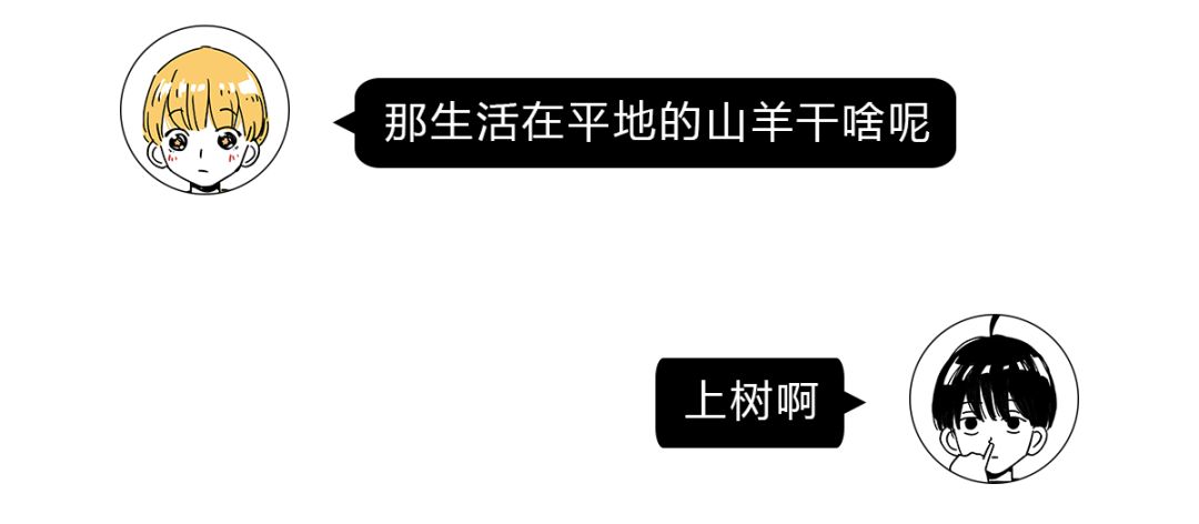 作为内蒙人，山羊这么牛的生物，竟然不了解？