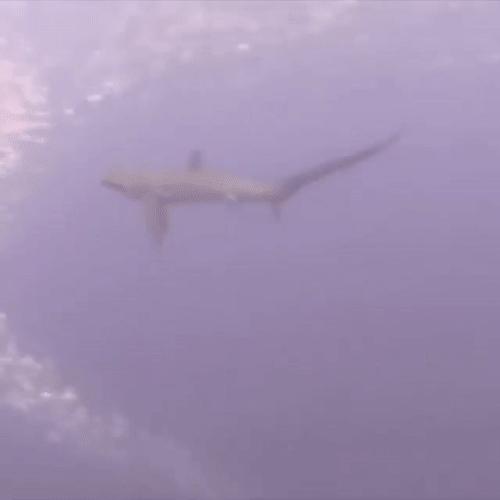 你见过企鹅破壳的瞬间吗,你见过企鹅下蛋吗