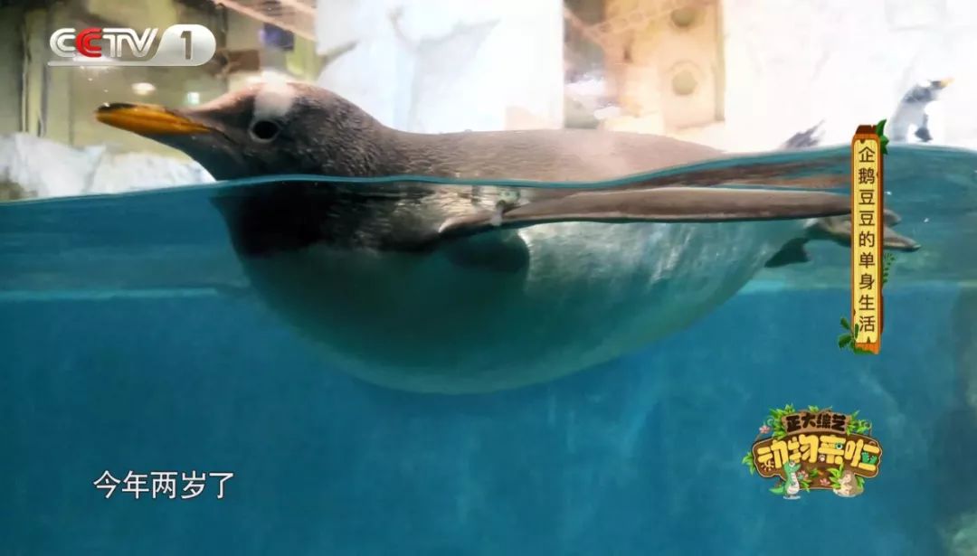 企鹅单身日记：我就是“吃饭睡觉打豆豆”里的豆豆