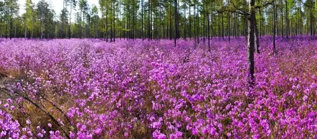 黑河攻略,黑河出境自由行攻略