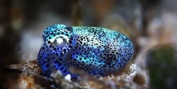 海水鱼外寄的方法,海水鱼外寄怎么处理