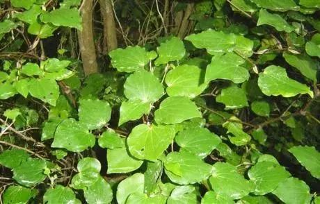 脚臭怎么办教你一招永远除臭,脚臭有什么办法除臭小妙招