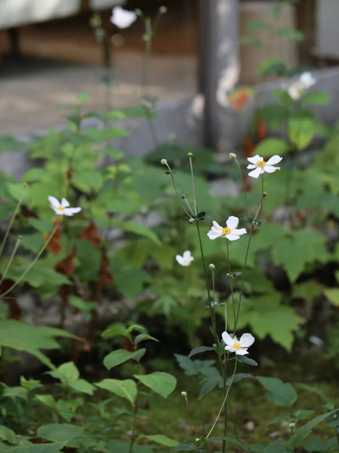 九州福冈樱花,九州樱花季旅游