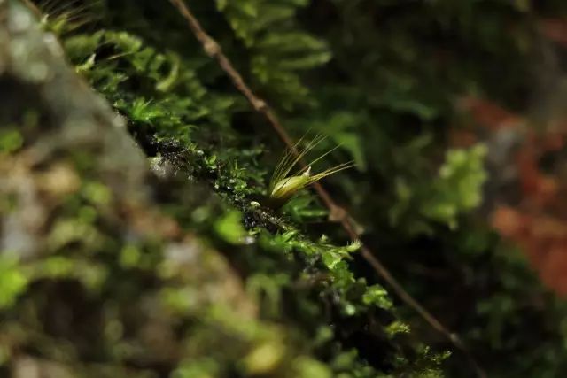 机构上百元的自然课程~春日踏青最常见的，孩子想知道的都在这里！大自然拓荒者小矮人~