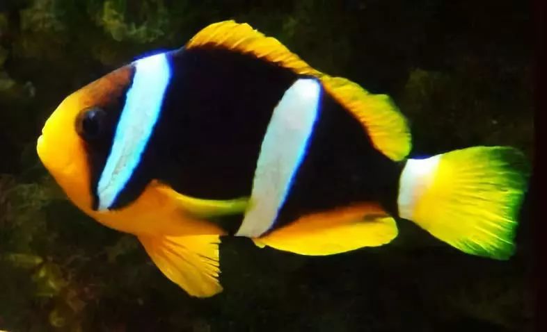 起起伏伏教程,海缸珊瑚的饲养