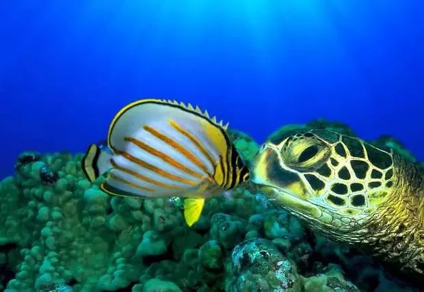 起起伏伏教程,海缸珊瑚的饲养