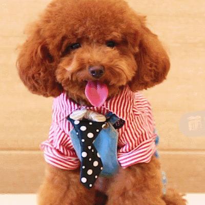 又是遛狗不牵绳！泰迪起身走了两步吓得老人摔成9级伤残，狗主人被判赔20万！