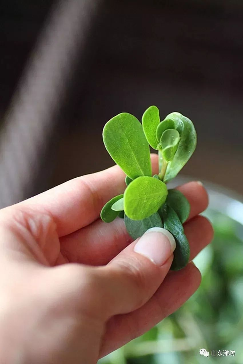 春天吃什么野菜补血最快,春天吃什么野菜下火最多