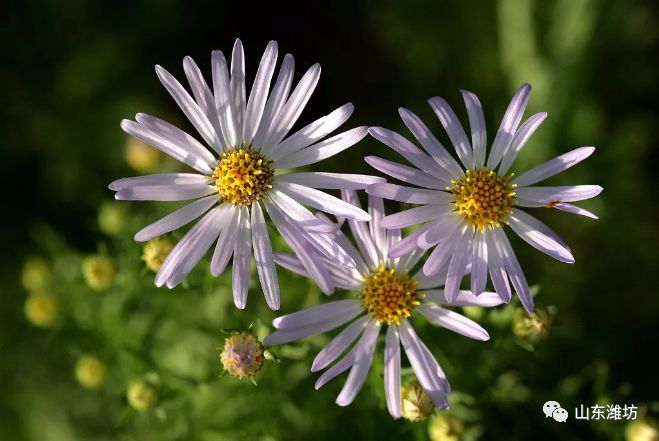 春天吃什么野菜补血最快,春天吃什么野菜下火最多