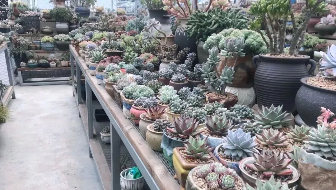 花市买花推荐,今年的花市在哪里逛