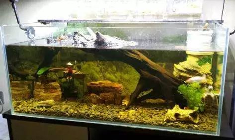 沉木泡了一年了还是掉色,沉木发黑怎么彻底处理